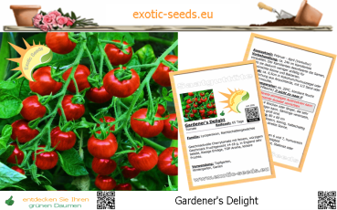 Tomate * Gardener's Delight * Cherrytomate * 20 Samen